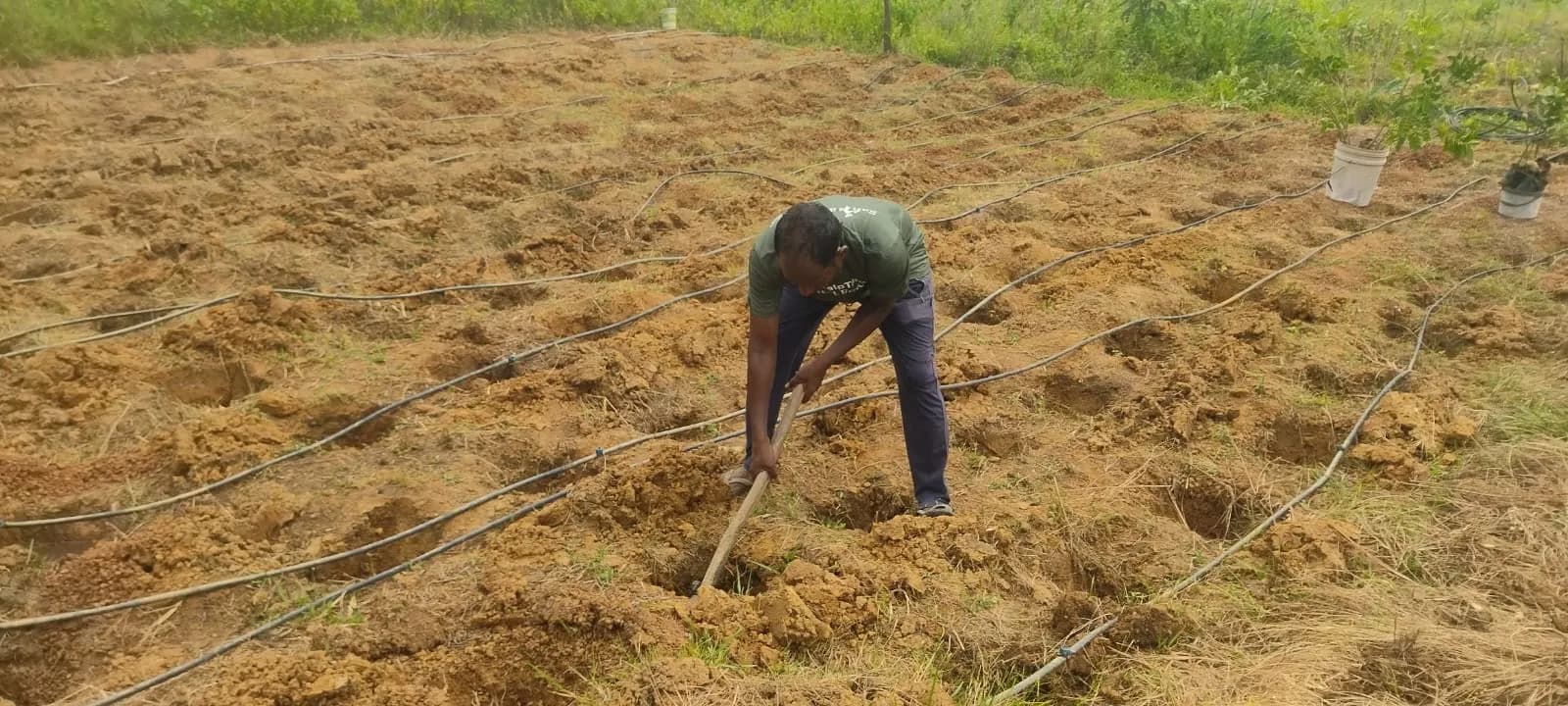 Chennai Tree Planting 1