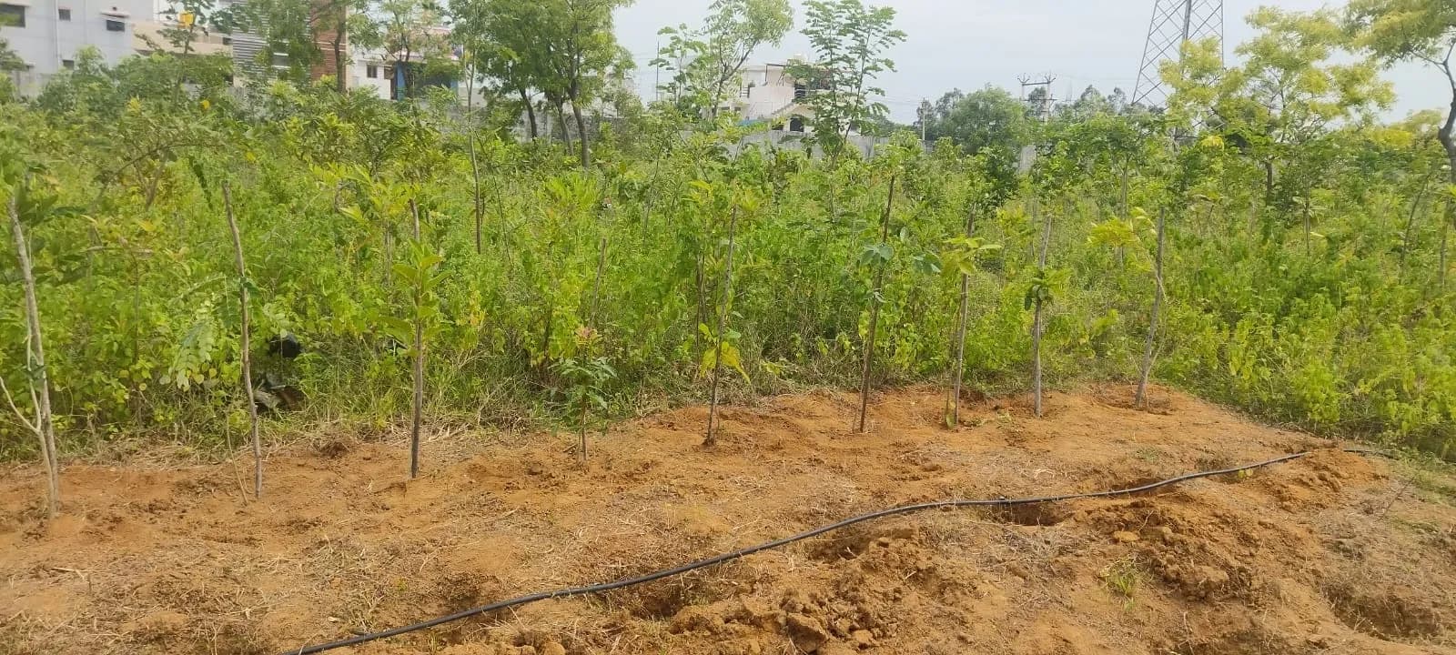 Chennai Tree Planting 3