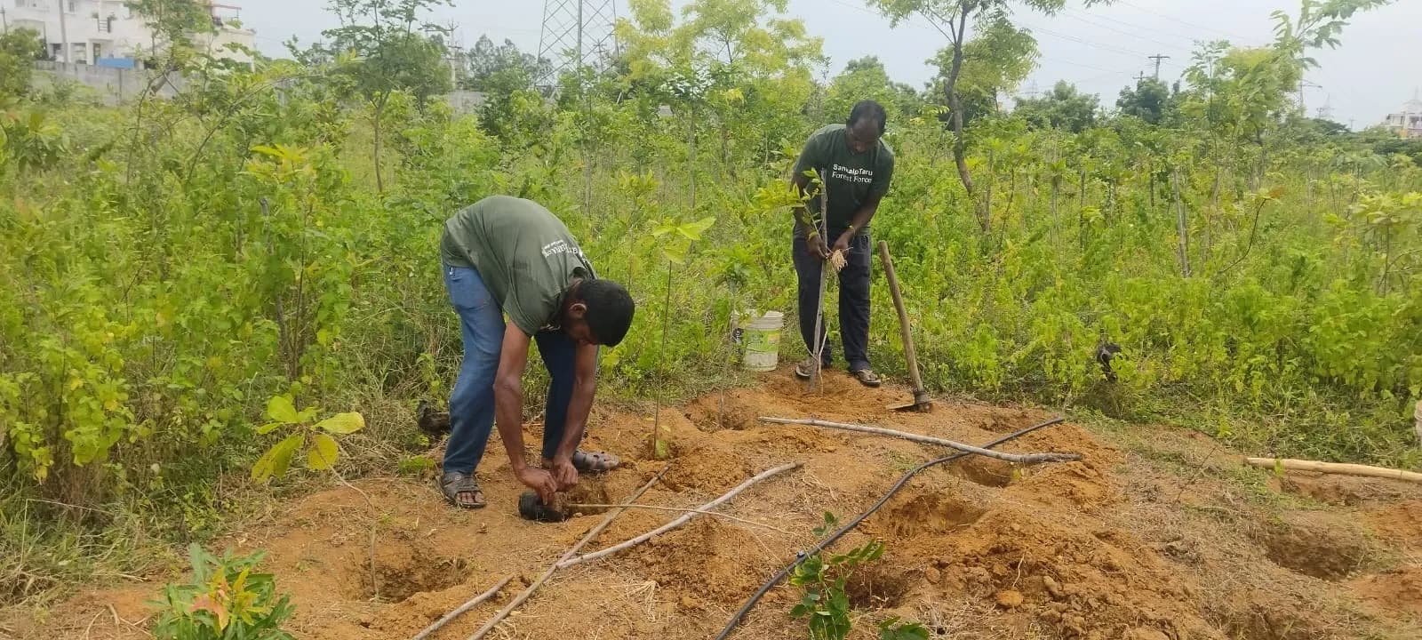 Chennai Tree Planting 4